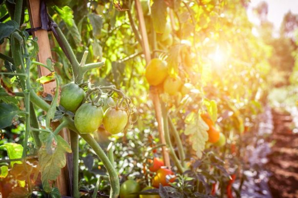 Comment R Ussir La Culture Des Tomates Au Potager