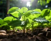 Cultiver le konjac : astuces et conseils pour un jardin exotique