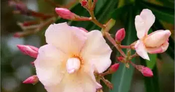 Cultiver et entretenir le laurier-rose sur tige conseils et astuces pour une floraison spectaculaire