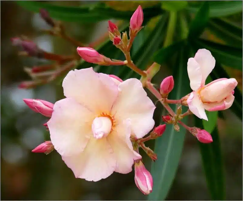 Cultiver et entretenir le laurier-rose sur tige conseils et astuces pour une floraison spectaculaire