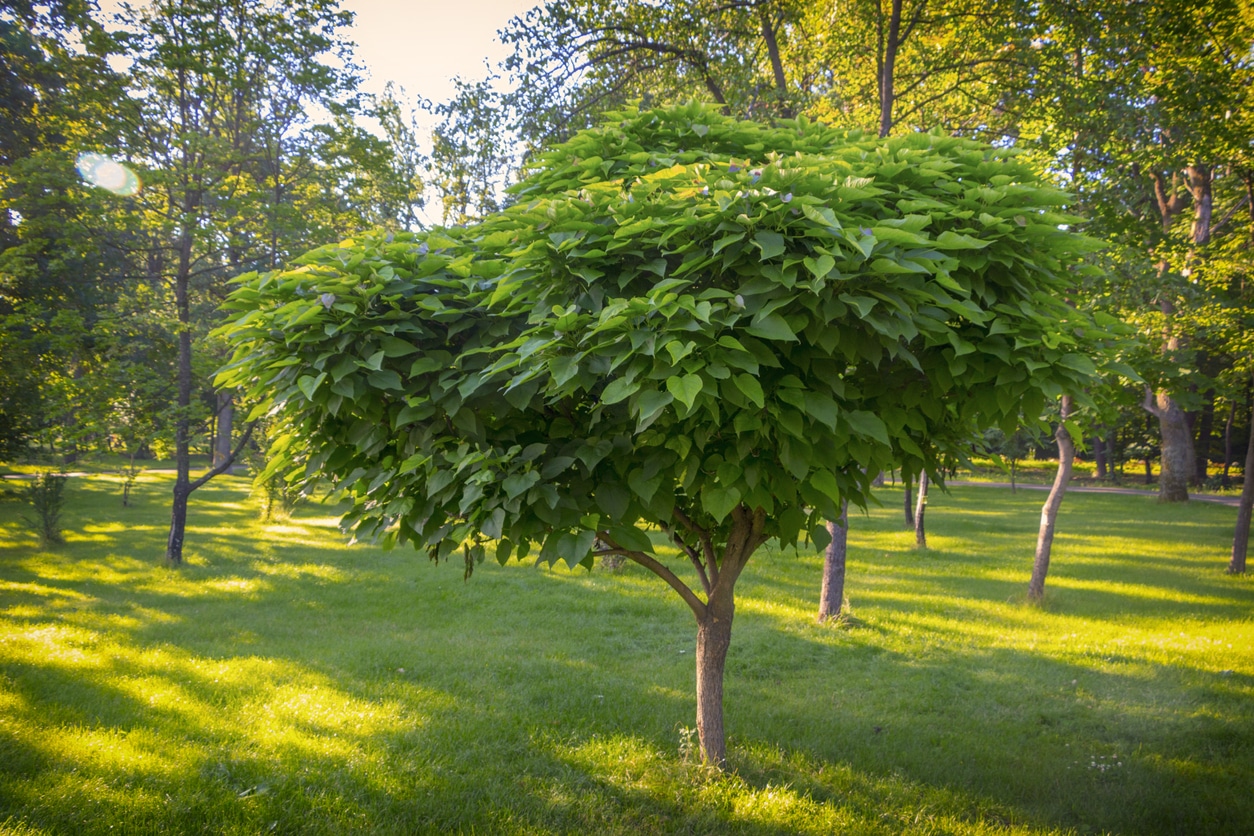 Les meilleurs arbres à croissance rapide pour votre jardin - Jardindivert