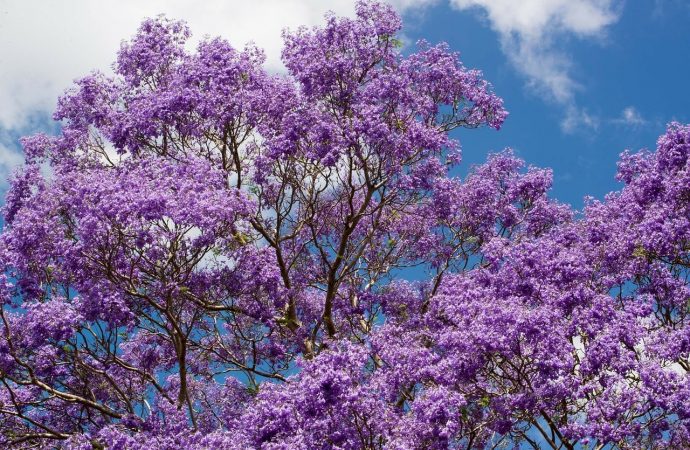 Les meilleurs arbres à croissance rapide pour votre jardin ...