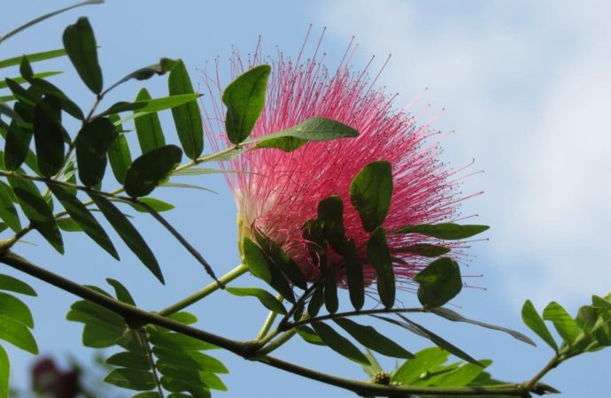 Comment entretenir un albizia ?